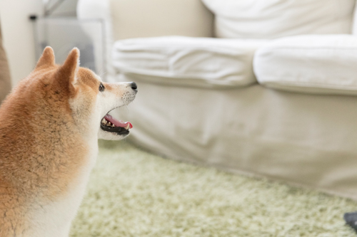 お客さんと遊びながらも常にパパとママを目で追うしっかり者です