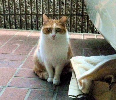 車の下にもベッド(2016年)