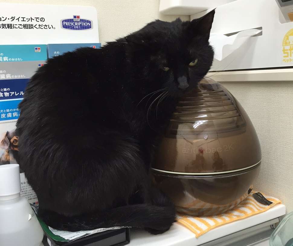 藤堂さんは、近所の動物病院でクロスケに去勢と検査をさせた。物珍しそうに、病院内を探索するクロスケ。