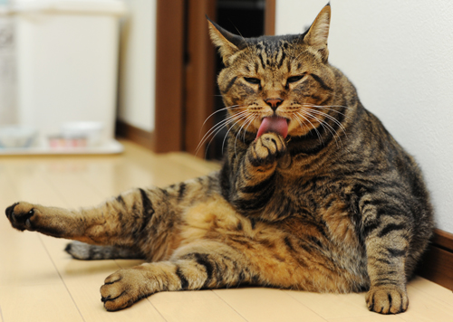 辰巳出版「読むだけでやせる!デブねこ格言」