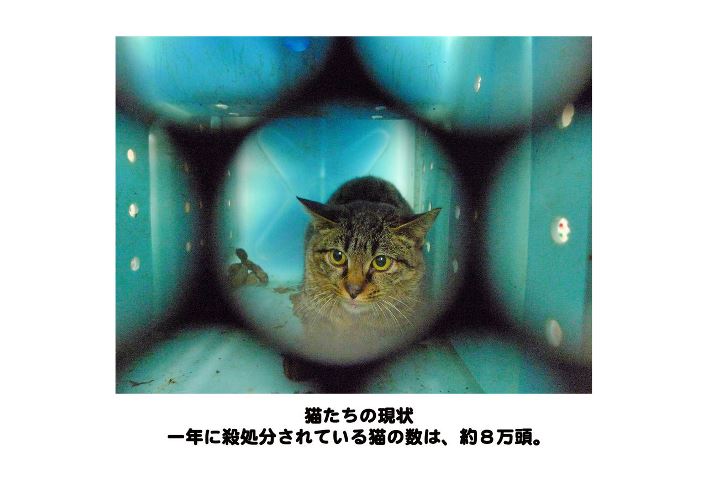 「小さな命の写真展 猫 Version」パネルより 提供=(公財)日本動物愛護協会