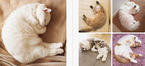 『ねこのおみあし』から