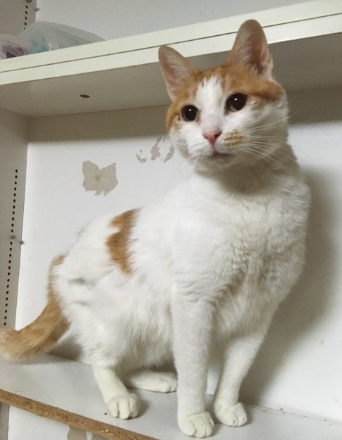 6月17日の譲渡会に参加予定の「ドン」(♂・4~5歳)人に慣れているけど抱っこはちょっと苦手 提供=(公財)日本動物愛護協会