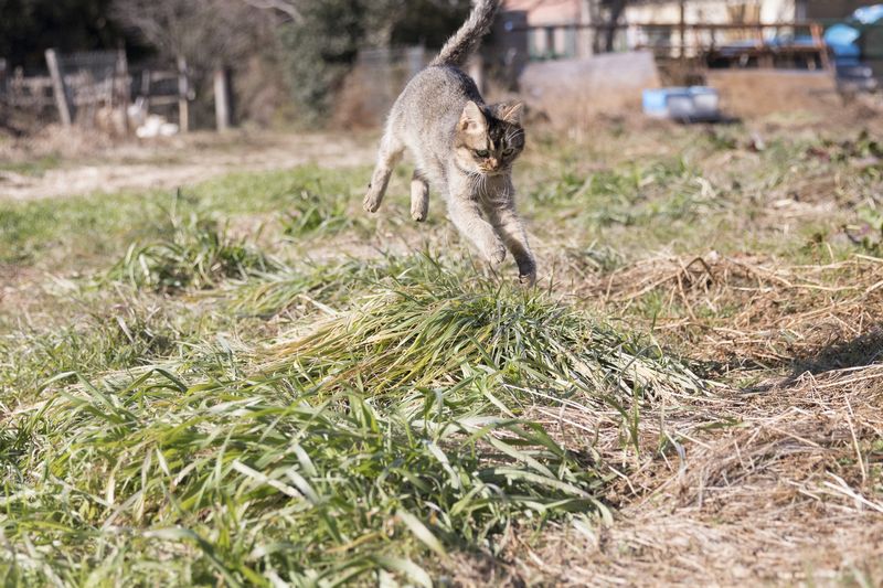 (C)KADOKAWA/五十嵐健太