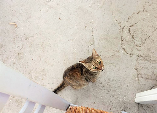 波打ち際タヴァーンのおねだり猫さん(パロス島)