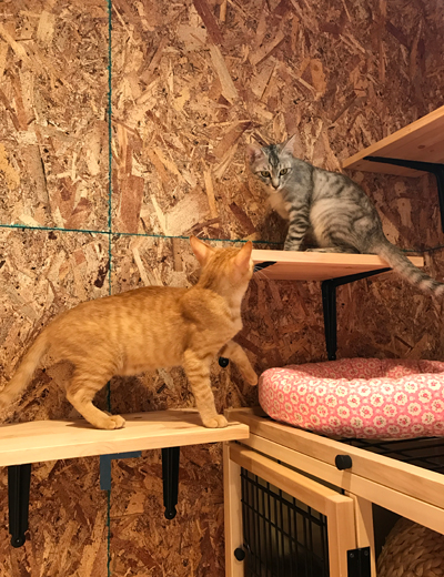 小虎君&蔵之介君。ここだけの話、「愛想のいい小虎にみんなメロメロで、ゲストさんはみんな自分がスペシャルだと思っているのだけど、実は小虎は誰でも良いらしいです(笑)」