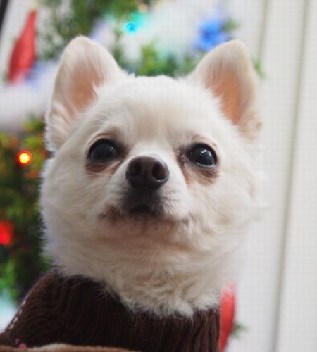クリスマスのココ