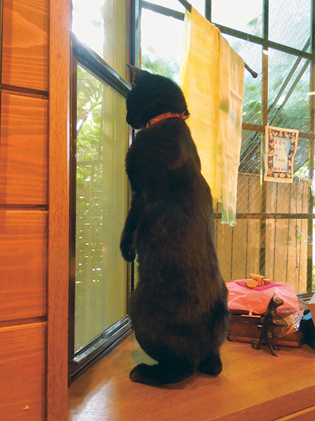 好奇心旺盛なネロは、庭に来る野鳥を、思わず立って観察中