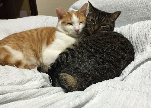 でも翼は、先住猫さんとこんなにハッピーになりました(亜子さん撮影)