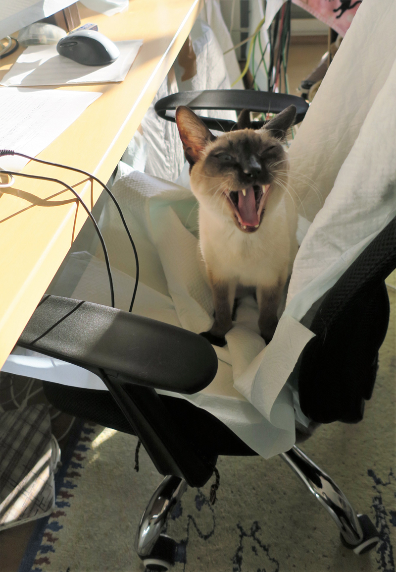 パパの仕事の椅子であくびするカムイ(2017年1月)
