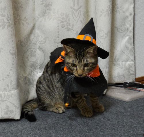 やっぱりマントだな