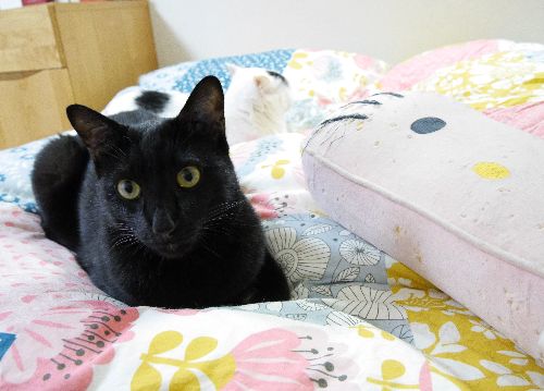 「キティも俺の手にかかればこうよ」穴だらけにしちゃったクッション