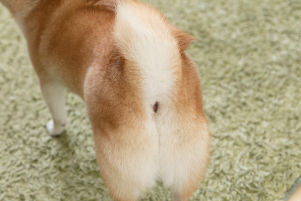 ふわもこ男子のキュートなおしり