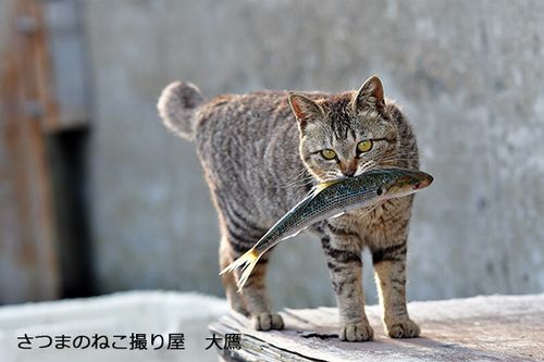 さつまのねこ撮り屋 大鷹