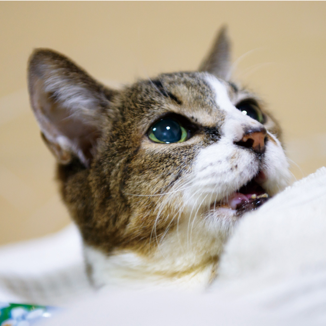 日貿出版社提供