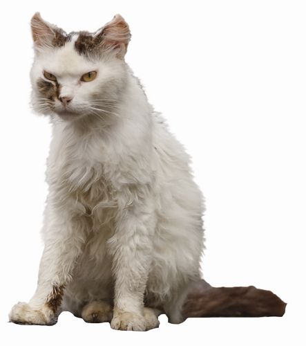 「どやにゃん」(辰巳出版、南幅俊輔著)より