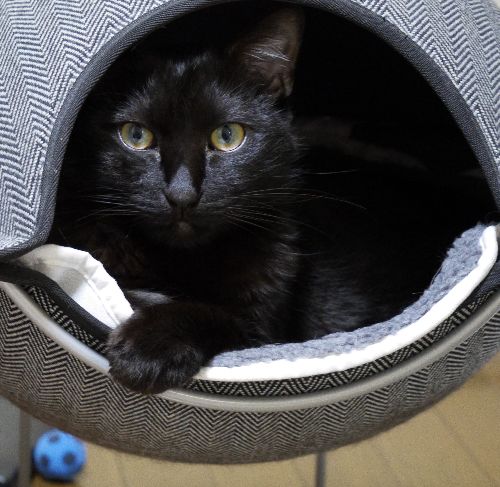 そんなロデムもすっかりイケメンに成長