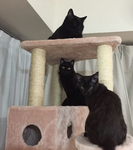 頂点がネロ、次がノッテ、そしてロデム