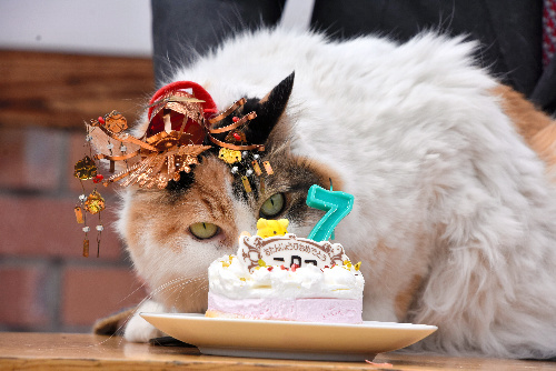 誕生日ケーキに興味津々のニタマ駅長=いずれも和歌山県紀の川市貴志川町神戸