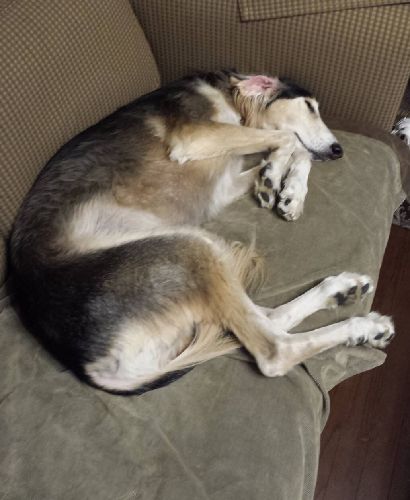 今はアディがくつろぐソファ。猫みたい!とママはいう