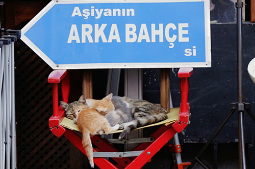 (C)2016 Nine Cats LLC