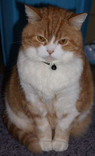 ムギ。立派なお相撲さん体形だ