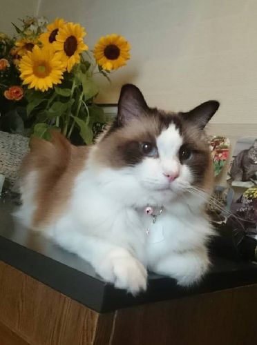 元飼い主の都合で行き場を失くしていた「はな」。今は一家のプリンセスです