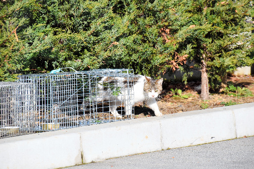 山梨県庁構内にしかけられたわなをうかがう野良猫