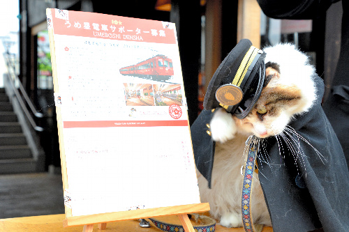 うめ星電車サポーター募集の広告の前で手を招く三毛猫駅長のニタマ=2016年2月22日、和歌山県紀の川市貴志川町