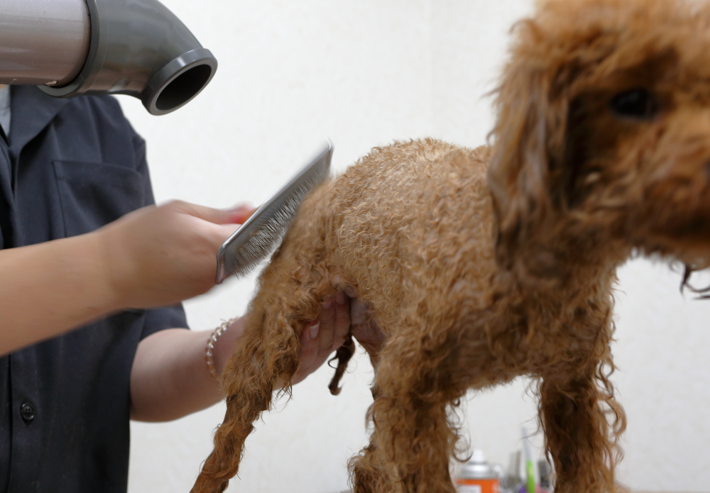 ドライヤーをあてながらブラッシングをします。一人でやるのが大変なら、市販のスタンドタイプのドライヤーを使うと便利