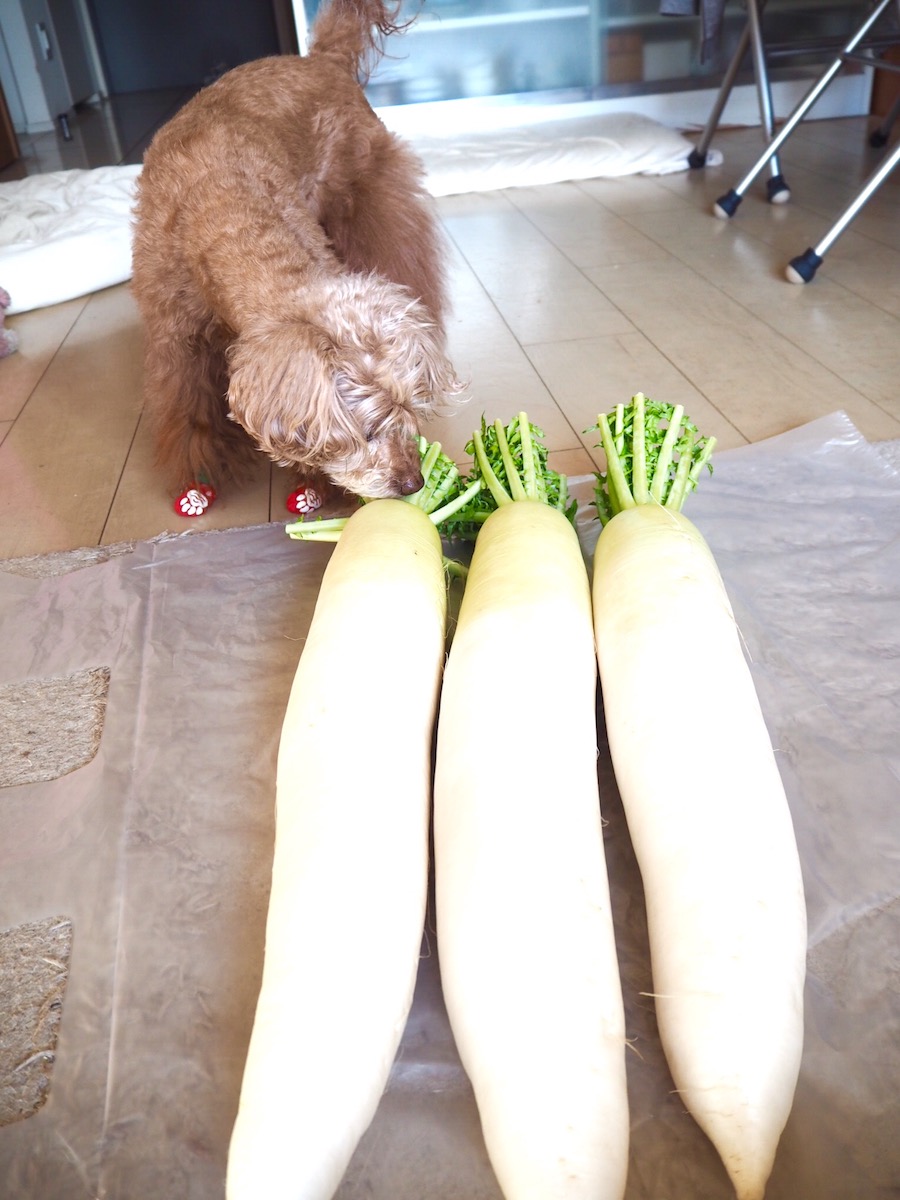 巨大大根。今回の買い出しで、八百屋のおばちゃんから「何に使うの? お店?」。「わんちゃんのごはんです」と答えたら、「わんちゃんって大根食べるの!?」と驚かれました。食べますよー。