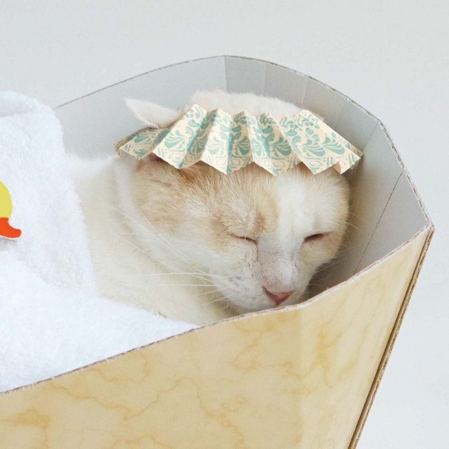 シャンプーハット モデル:トム君 約4.5kg