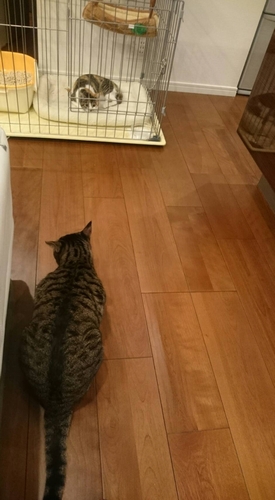 トライアルで家に来た日、離れてシャーッと威嚇した「銀」