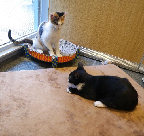 お寺では約3年の間に数十匹、譲渡してきた