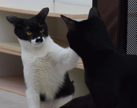 東京キャットガーディアンで