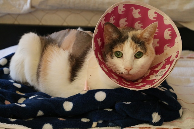 がん闘病中のばた子=『空から見ててね』から