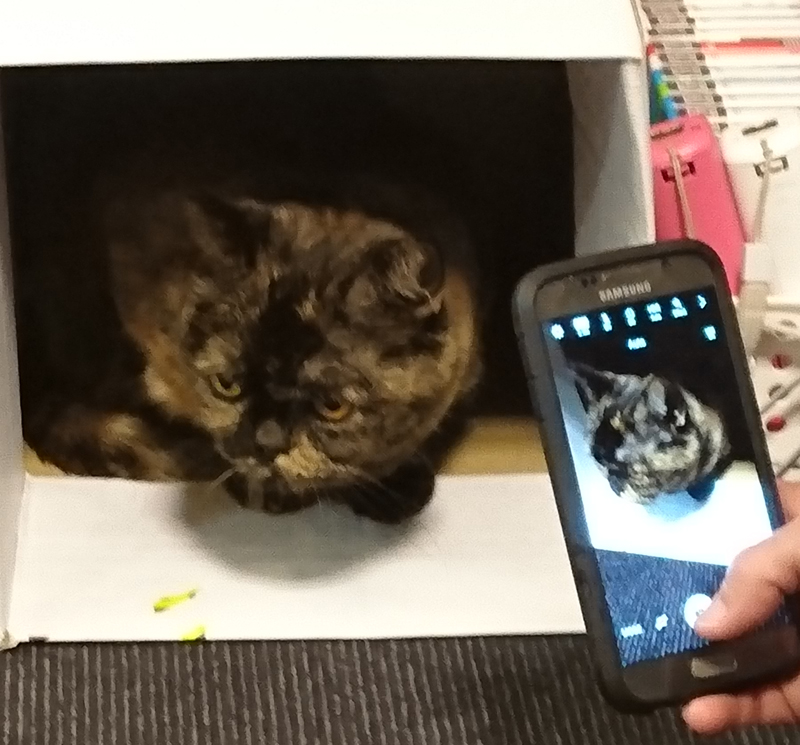 猫カフェで出会ったサビ柄猫ちゃん