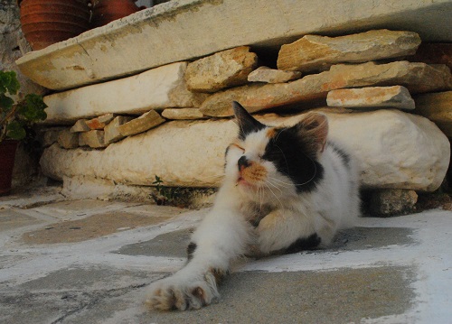 カメラを向けられて起きちゃった…のびっ(パロス島・レフケス)