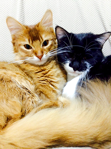 寺田さんが肉球を触ってシリコーンと比べた飼い猫のシフォン(左、メス、3歳)とピノ(メス、3歳)=寺田さん提供