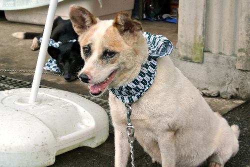 熊本県動物管理センターに収容され、新たな飼い主を待つ犬たち=3日、熊本市東区