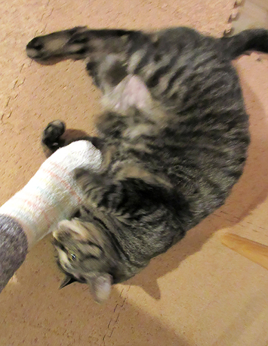 モモの得意技「甘えからの1440(4回転)」