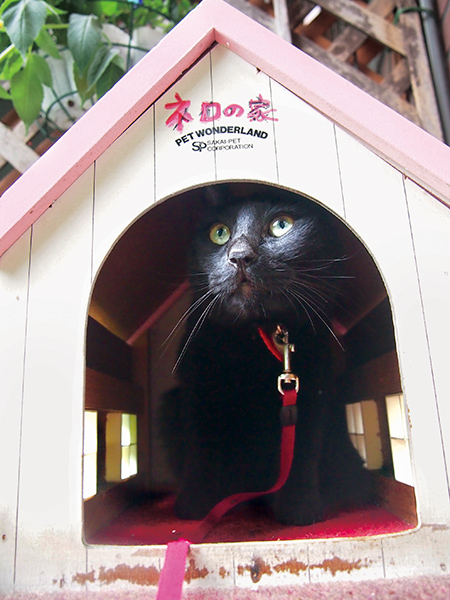 店先にあった「メイの家」を「ネロの家」に上書きしてリユース