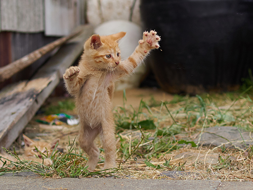「のら猫拳キッズ」から(撮影:久方広之)