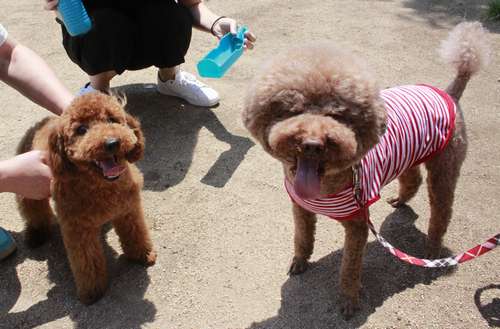 わんちゃん同士の交流も=神戸市
