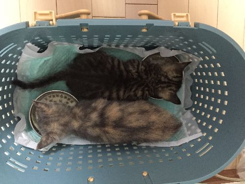 兄妹とご飯タイム