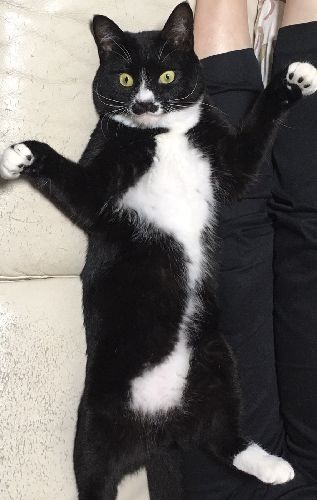 そしてソファでどてーっと寝るのさ