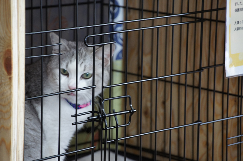 里親を待つ猫