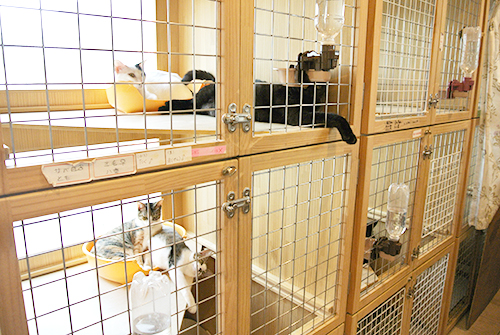 ミグノンに保護されている猫