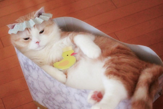 猫の入浴姿はかわいい!!