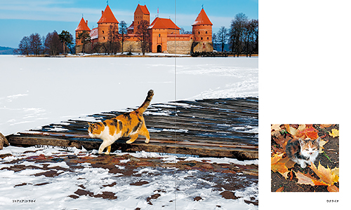 「世界の街猫」から